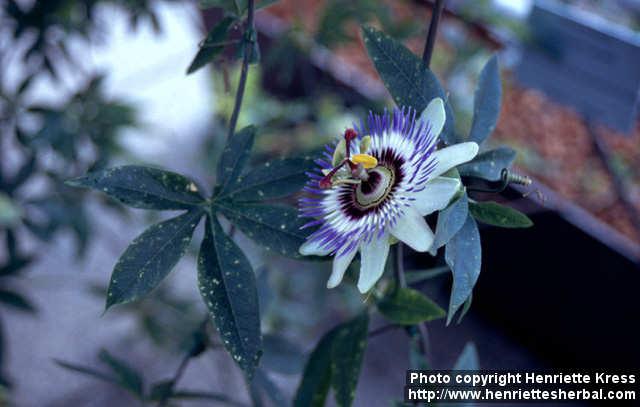 Photo: Passiflora caerulea 1.