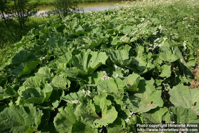 Photo: Petasites hybridus 25.