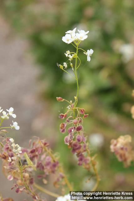 Photo: Peltaria turkmena 2.