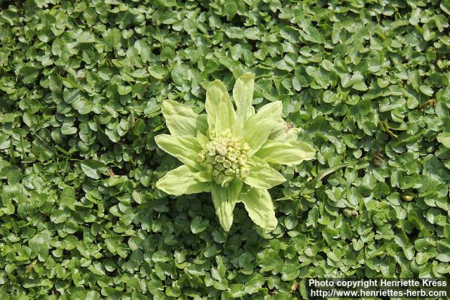 Photo: Petasites japonicus 16.