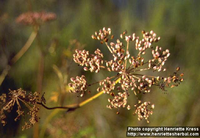 Photo: Peucedanum palustre 1.