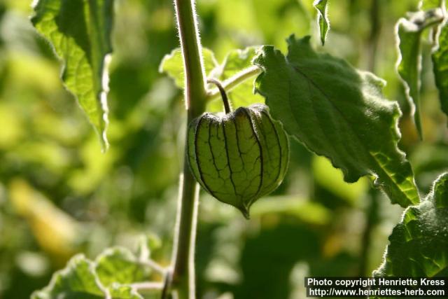 Photo: Physalis peruviana 1.