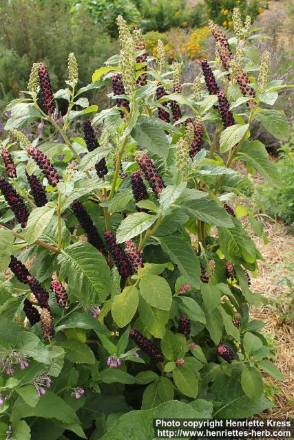 Photo: Phytolacca acinosa 09.