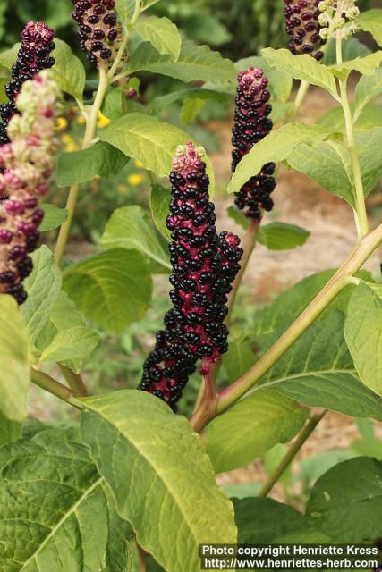 Photo: Phytolacca acinosa 13.