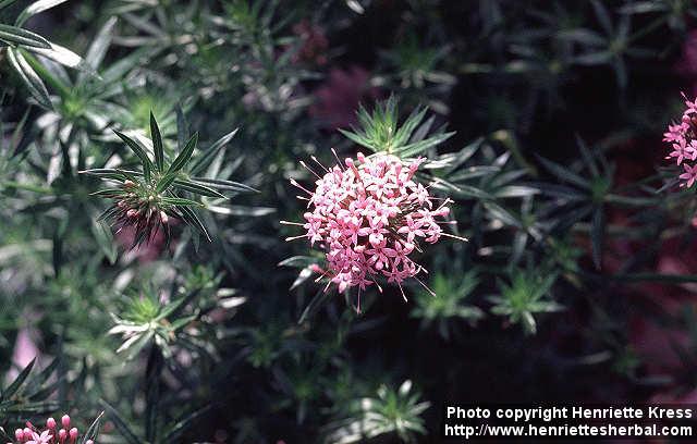 Photo: Phuopsis stylosa 2.