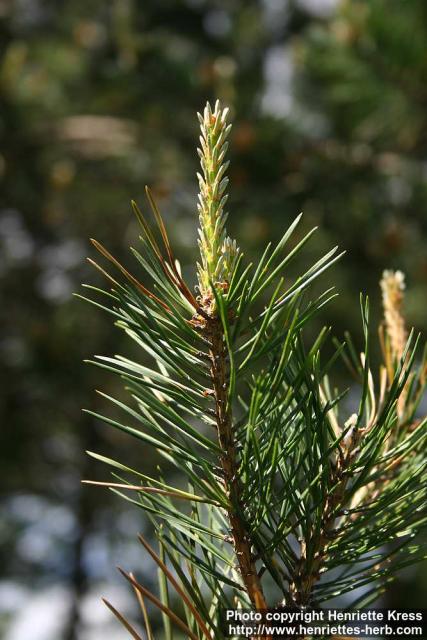 Photo: Pinus sylvestris 24.