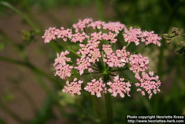 Photo: Pimpinella major 4.