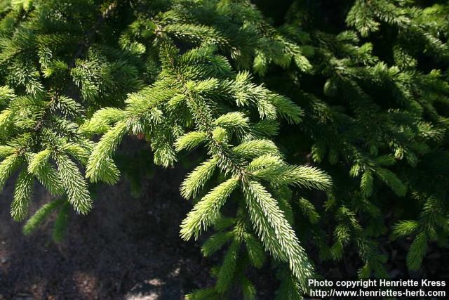 Photo: Picea glauca 0.