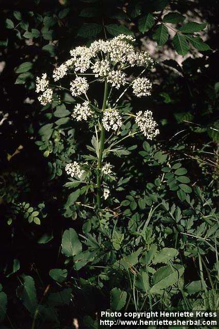 Photo: Pimpinella major.