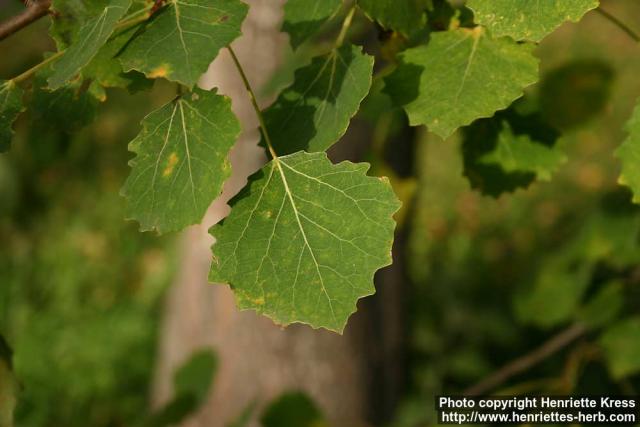 Photo: Populus tremula 11.