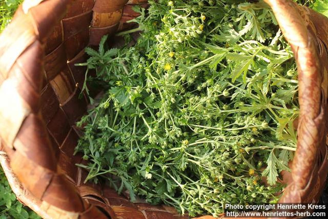 Photo: Potentilla norvegica 6.