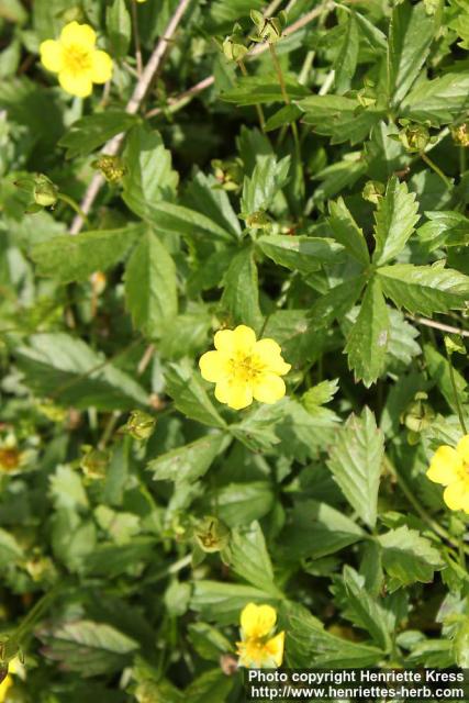 Photo: Potentilla anglica 1.