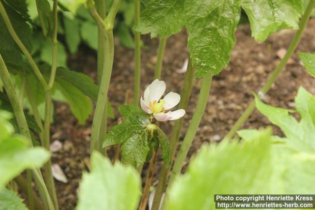 Photo: Podophyllum hexandrum 12.