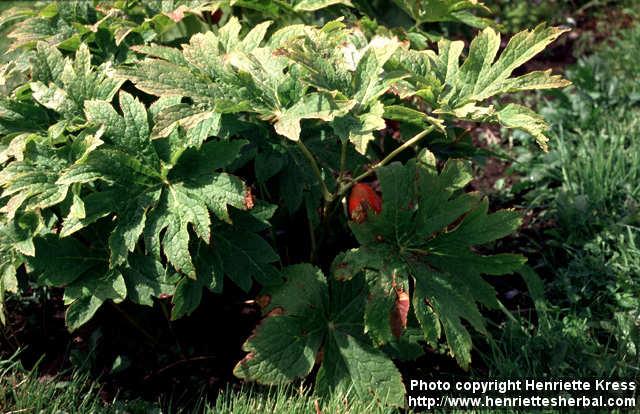 Photo: Podophyllum hexandrum 4.