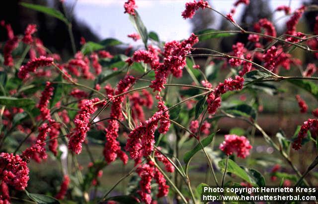 Photo: Polygonum orientale 6.