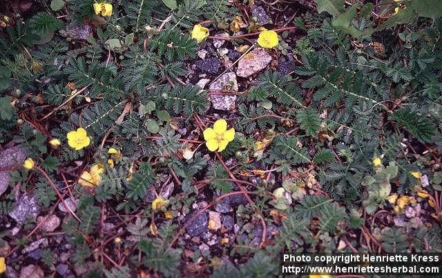 Photo: Potentilla anserina 3.