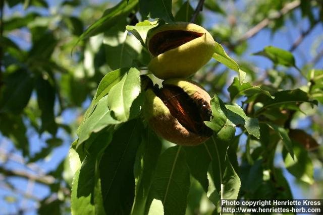 Photo: Prunus dulcis.