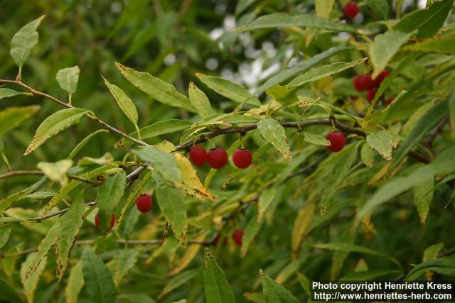 Photo: Prinsepia sinensis.