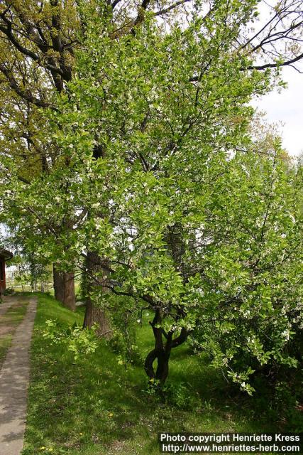 Photo: Prunus domestica 2.