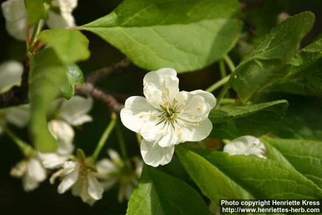 Photo: Prunus domestica 3.