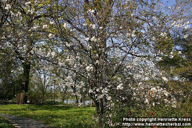 Photo: Prunus nigra 2.