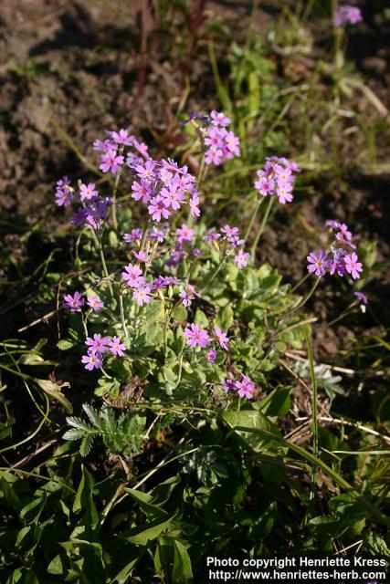 Photo: Primula farinosa 2.