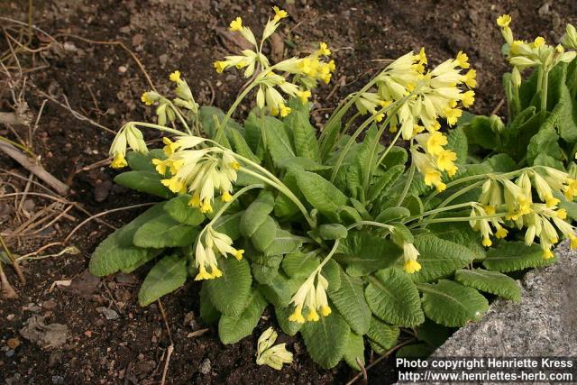 Photo: Primula veris 1.