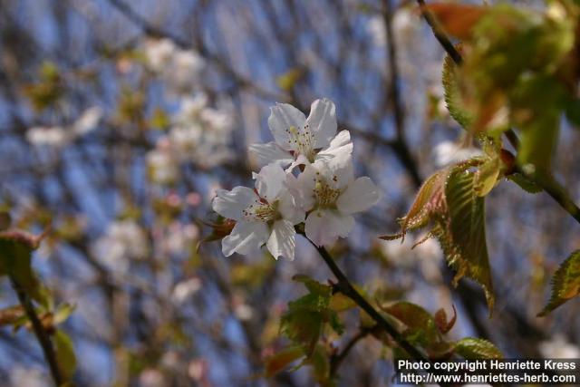 Photo: Prunus nipponica 2.