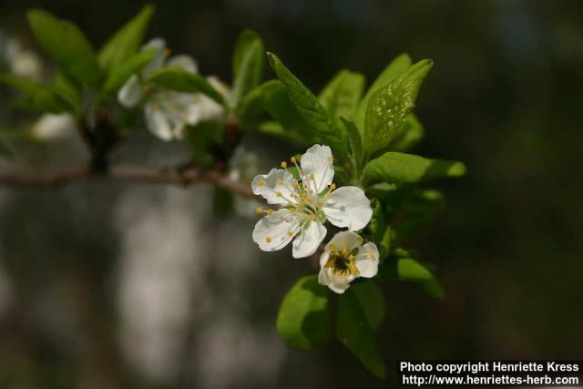 Photo: Prunus domestica 18.