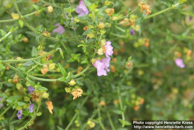 Photo: Prostanthera denticulata 1.