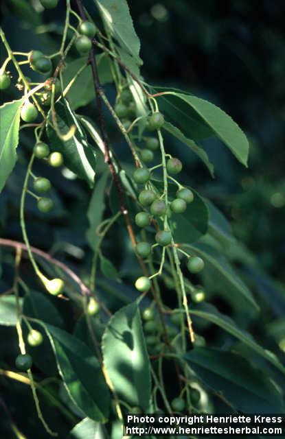 Photo: Prunus serotina 5.