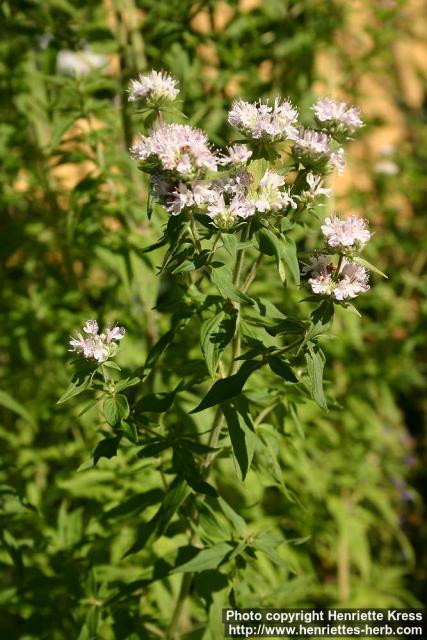 Photo: Pycnanthemum verticillatum 8.