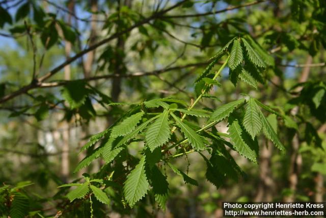 Photo: Quercus mongolica 08.