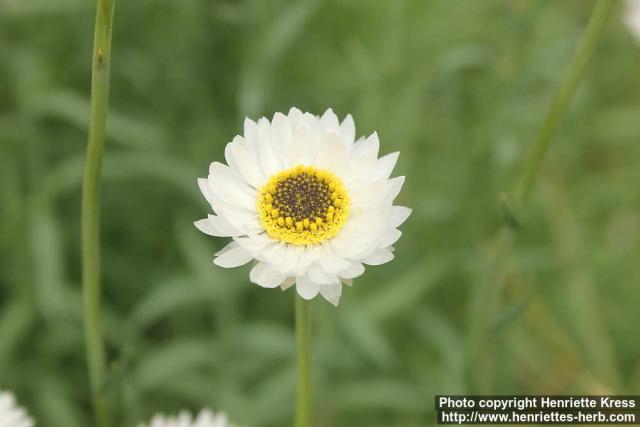 Photo: Rhodanthe chlorocephala 03.