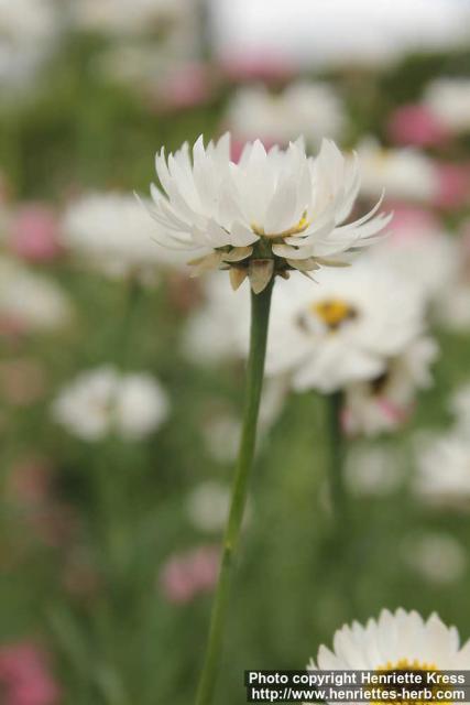 Photo: Rhodanthe chlorocephala 06.