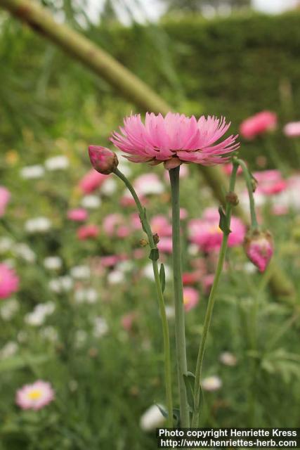 Photo: Rhodanthe chlorocephala 09.