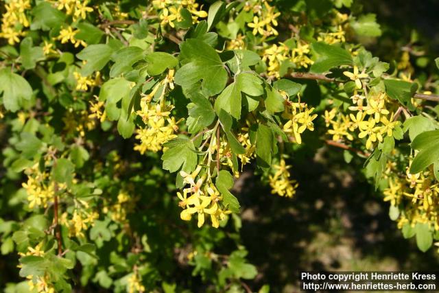 Photo: Ribes aureum 5.