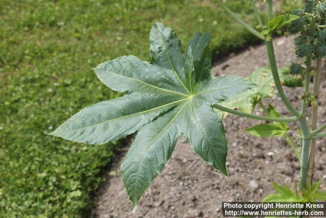 Photo: Ricinus communis 16.