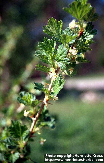 Photo: Ribes uva crispa 5.