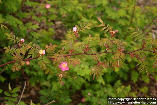 Photo: Rosa gymnocarpa 2.