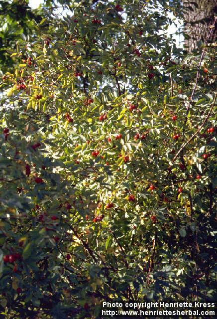 Photo: Rosa glauca 2.