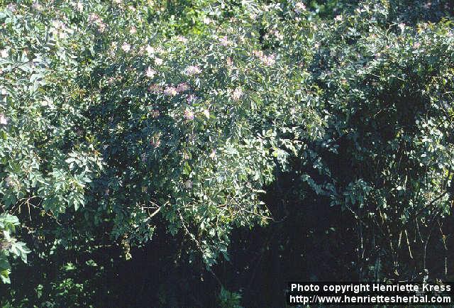 Photo: Rosa glauca.