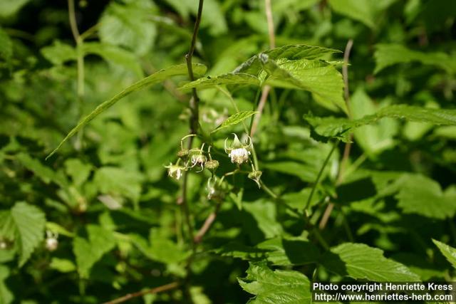 Photo: Rubus idaeus 7.