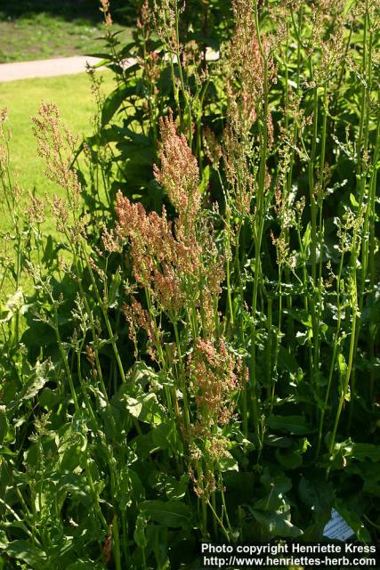 Photo: Rumex rugosus 0.