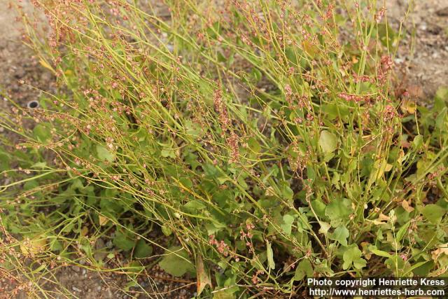 Photo: Rumex scutatus 3.