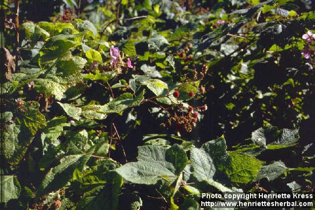 Photo: Rubus odoratus.