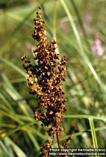 Photo: Rumex longifolius 3.