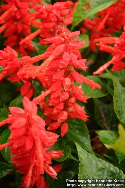 Photo: Salvia splendens 2.