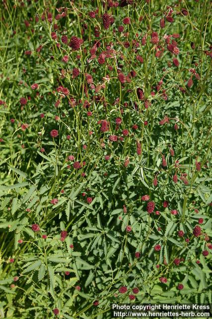 Photo: Sanguisorba officinalis 5.