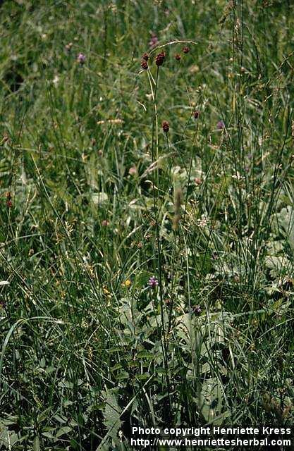 Photo: Sanguisorba officinalis 3.